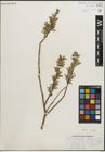 Foto von Salix pedicellaris Pursh